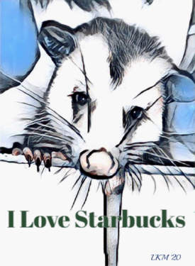 Rambo the Starbucks opossum