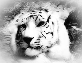 White Bengal tiger and mist