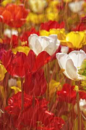 Red exotic flowers