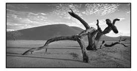 dead tree walking