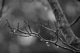 Frozen dogwood