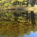 Forest reflection in the lake