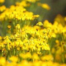 Yellow small flowers