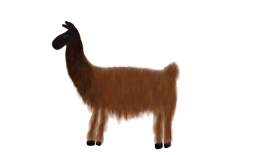 Llama