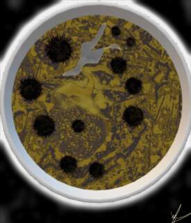 Birdie Taylor’s Bioweapon She Used to Shut It Down