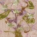 Datumandravenfica Stramofficina