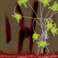 Grannysmithium