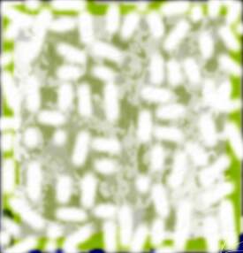 Maggots Feeding on Expired Extraterrestrial Life