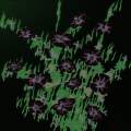 West Adderbury Black Velvet Petunias