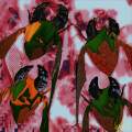 Western Kenyan Flower Chafers on a Double Date