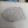 Long Haired Guinea Pig Sketch 
