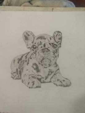 French Bulldog puppy color pencil sketch 