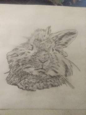 Lionhead Rabbit sketch