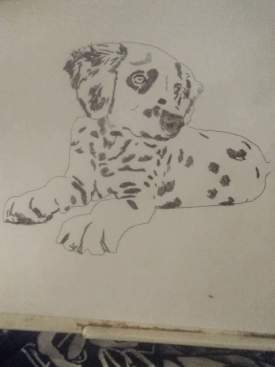 Dalmatian puppy sketch 