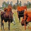 Greener Pastures