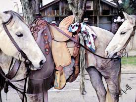 HORSES READY TO RIDE - TEXAS RODEO