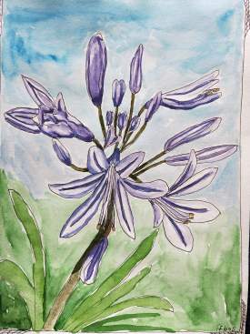 Agapanthus