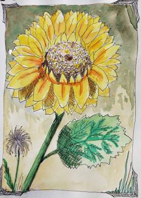 Sunflower