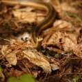 Common Garter Snake Portrait 