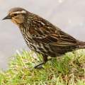 Female Red-winged Blackbird 