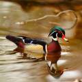 Wood duck