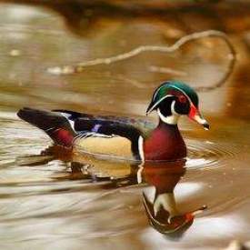 Wood duck