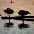 Sleeping Canadian gooses