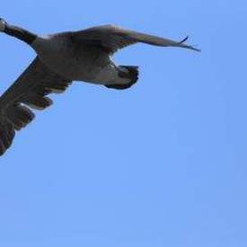 Flying Canadian goose