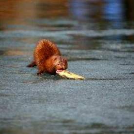 Fish eating mink