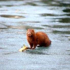 Fish guarding mink