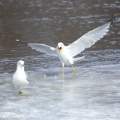 Landing seegull on ice