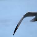 Flying seegull in Laval