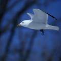 Flying seegull