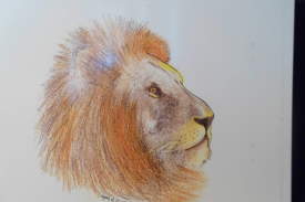 Lion Portrait