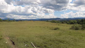 landscape on green meadow