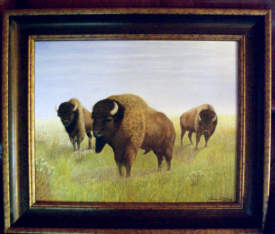 Buffalo Meadow