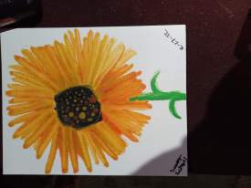 Sunflower 