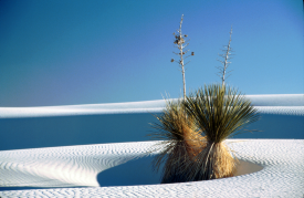 White Sands, Florida USA