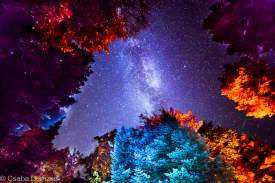 Milky Way seen from the forest