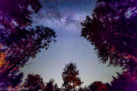 Milky Way above the forest