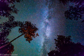 Milky Way above the trees