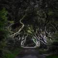 The Dark Hedges