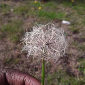 Dandelion 