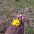 Ring flower 