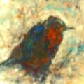 Passerine