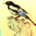 Magpie