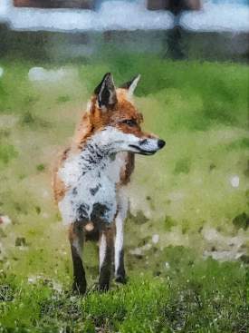 A Fox