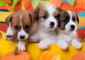 Autumn Puppies