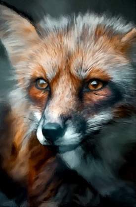 Closeup Fox