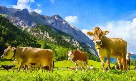 Cows Among The Alps